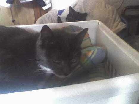 Huskat Bølle billede 12