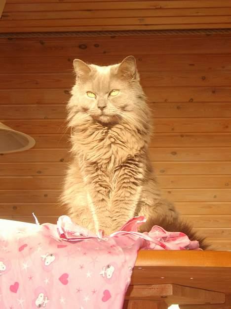 Blanding af racer Pjevs billede 8