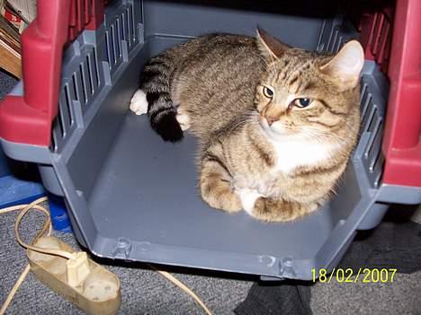 Blanding af racer Grålle  billede 9