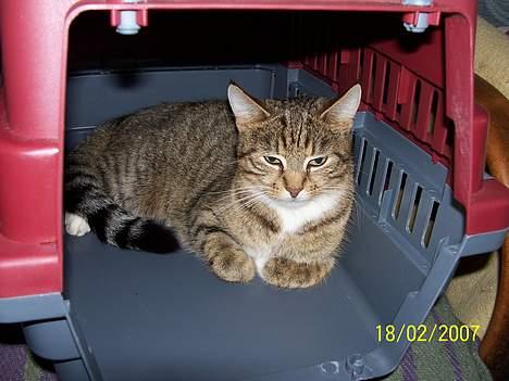 Blanding af racer Grålle  billede 10