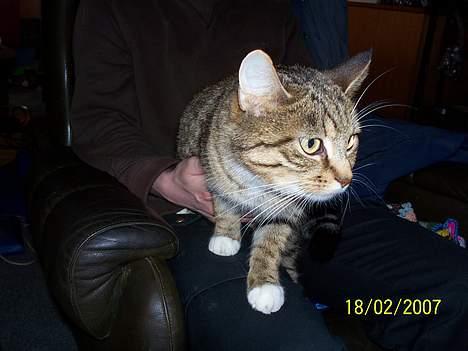 Blanding af racer Grålle  billede 12