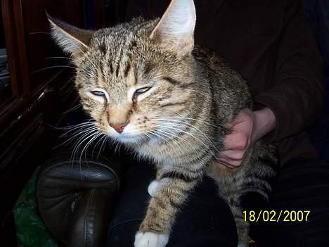 Blanding af racer Grålle  billede 13