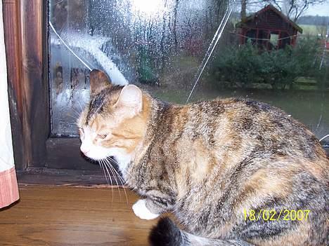 Blanding af racer mille kaldet miau billede 8