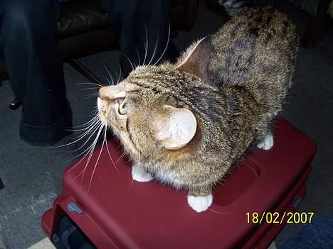 Blanding af racer Grålle  billede 14