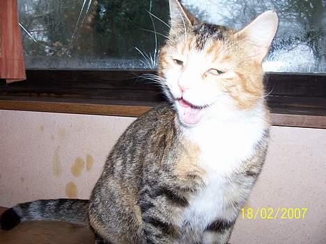 Blanding af racer mille kaldet miau billede 9