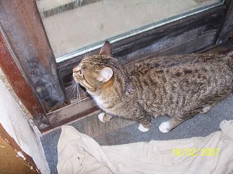 Blanding af racer Grålle  billede 15