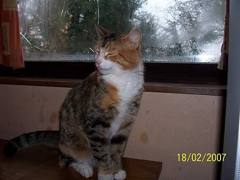 Blanding af racer mille kaldet miau billede 10