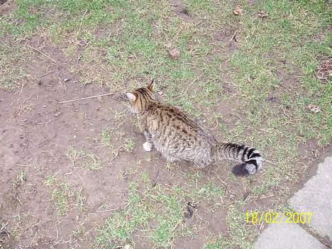 Blanding af racer Grålle  billede 16