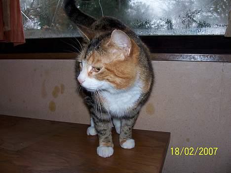 Blanding af racer mille kaldet miau billede 11