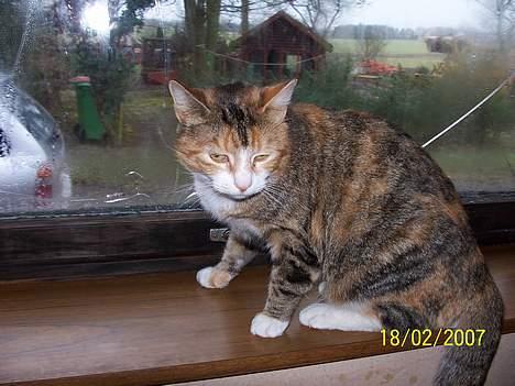 Blanding af racer mille kaldet miau billede 12