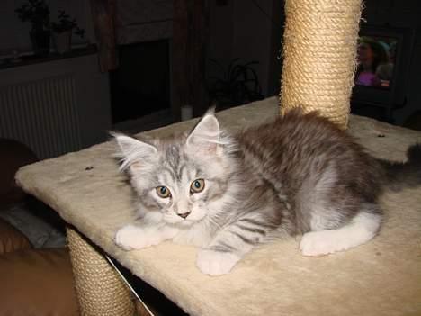 Maine Coon Zahara billede 1