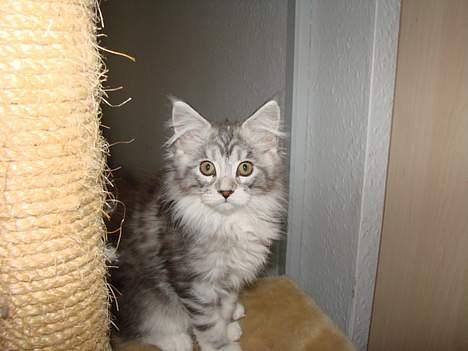 Maine Coon Zahara billede 2