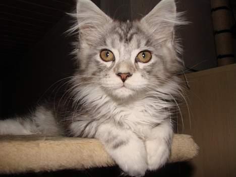 Maine Coon Zahara billede 3