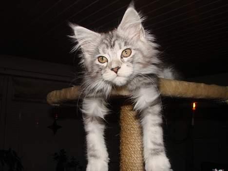 Maine Coon Zahara billede 4