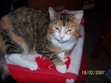 Blanding af racer mille kaldet miau billede 13