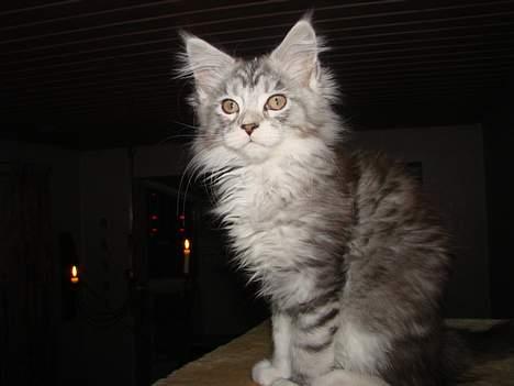 Maine Coon Zahara billede 5