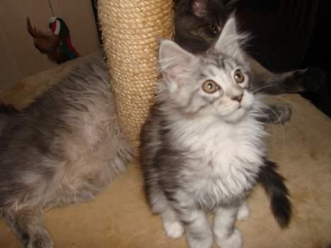 Maine Coon Zahara billede 6