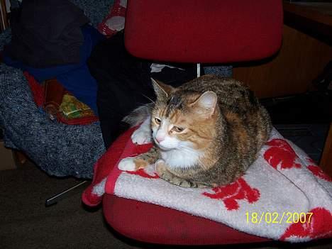 Blanding af racer mille kaldet miau billede 14