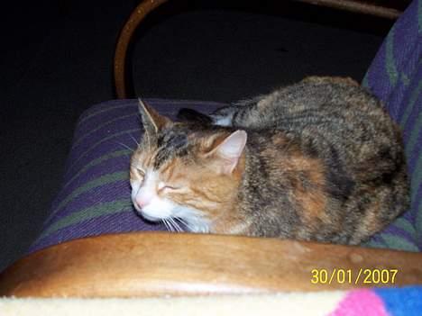 Blanding af racer mille kaldet miau billede 15