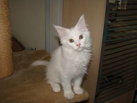 Maine Coon Zaphira billede 1