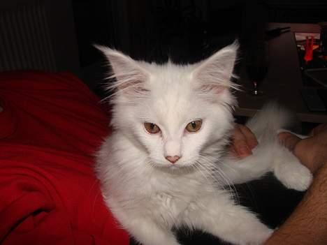 Maine Coon Zaphira billede 2