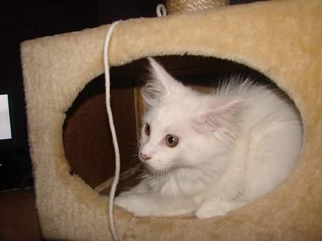 Maine Coon Zaphira billede 3