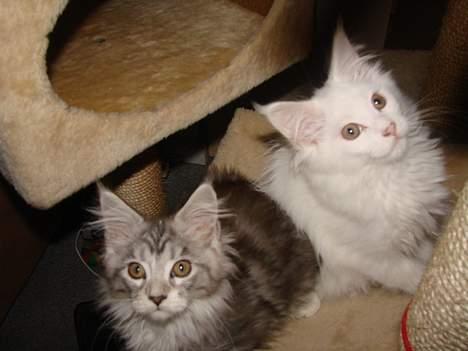 Maine Coon Zaphira billede 4