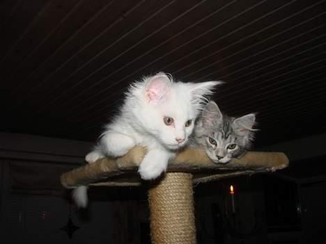 Maine Coon Zaphira billede 5