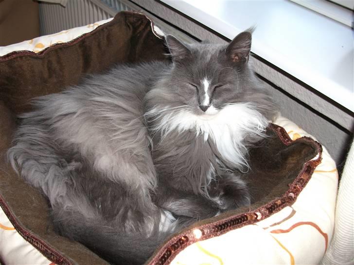 Maine Coon Pjuske billede 14