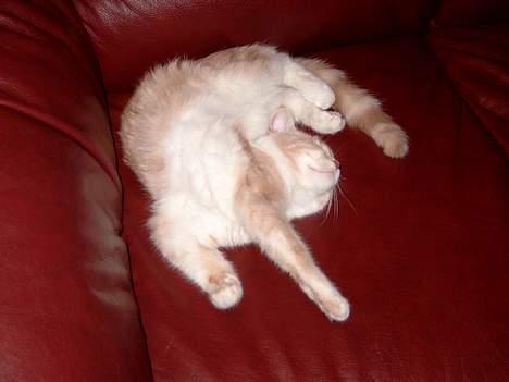 Blanding af racer Duchesse - Er jeg ikke dejlig ? billede 13