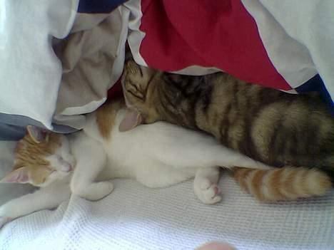 Huskat Molly - Min søster Mille, som absolut skal ligge oven på mig. billede 7