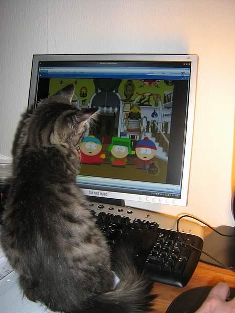 Blanding af racer Napolion billede 8