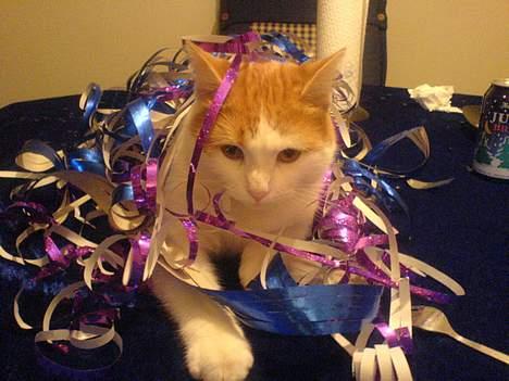 Huskat Molly - Mig... efter en temmelig hård nat, da jeg havde været til julefrokost.. billede 8