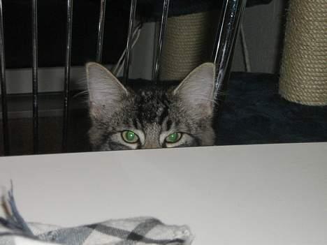 Blanding af racer Napolion billede 9