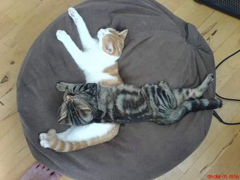 Huskat Molly - Og igen. hun kan bare ikke holde sig fra mig.. billede 9