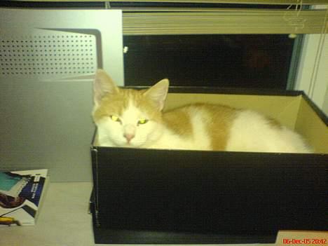 Huskat Molly billede 10