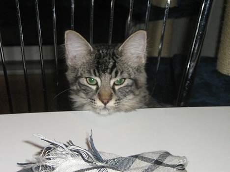 Blanding af racer Napolion billede 10