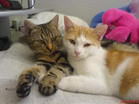 Huskat Molly - Er vi ikke søde billede 11