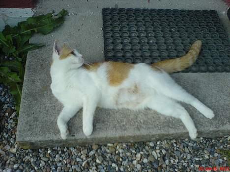 Huskat Molly billede 12