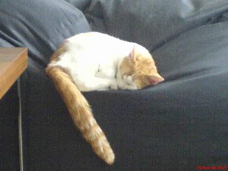 Huskat Molly billede 13