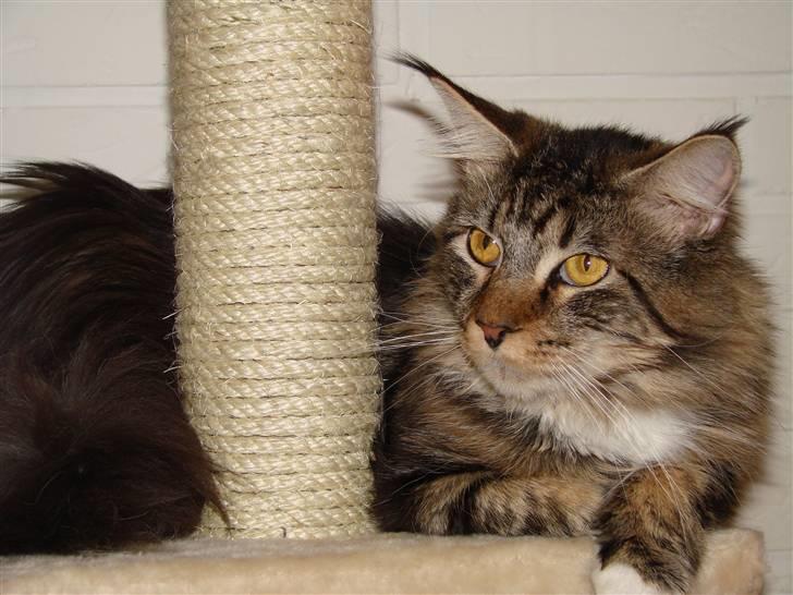 Maine Coon  Moviecoons Aragon - Så er jeg blevet 1 år og jeg er lige blevet far, er jeg ikke stor. billede 1