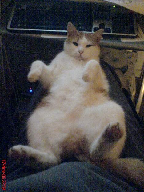 Huskat Molly - ah.. behøver jeg at sige mere... billede 14