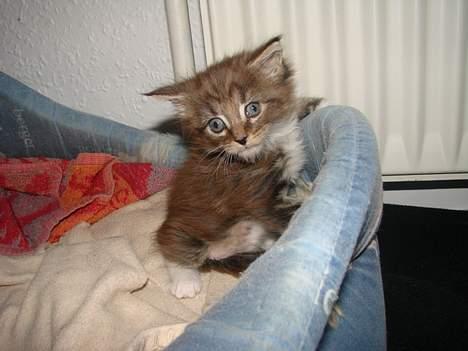 Maine Coon  Moviecoons Aragon billede 2