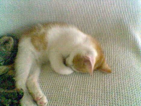 Huskat Molly - Her er jeg purung.. kun 12 uger gammel, og er lig ankommet til min nye familie..Er jeg ikke bare dejlig.. billede 15