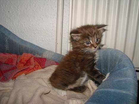 Maine Coon  Moviecoons Aragon billede 3