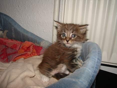 Maine Coon  Moviecoons Aragon billede 4