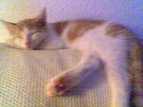 Huskat Molly - Mig.. i mine unge dage.. billede 16