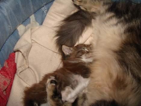 Maine Coon  Moviecoons Aragon billede 5