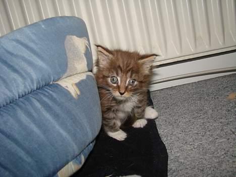 Maine Coon  Moviecoons Aragon billede 6