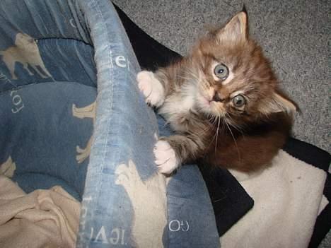 Maine Coon  Moviecoons Aragon billede 7